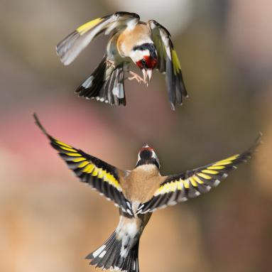 Jean Marie Wolff - Médaille WWF