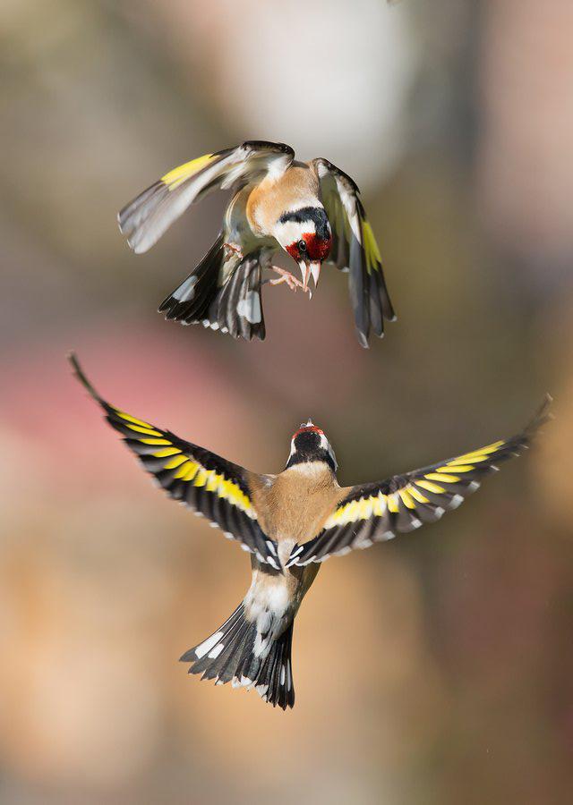 Jean Marie Wolff - Médaille WWF