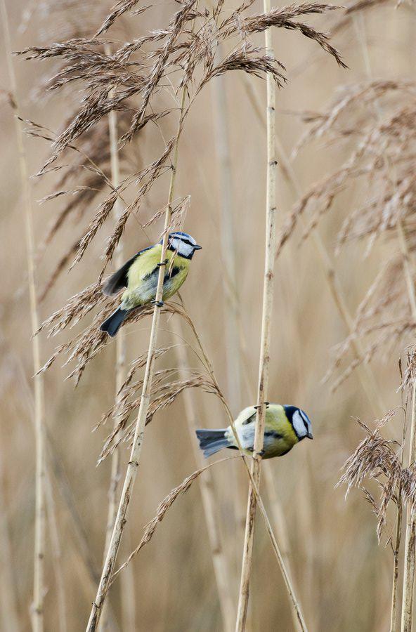 Marie Jeanne Fautres