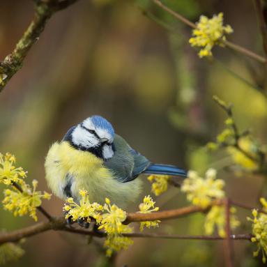 Marie Jeanne Fautres