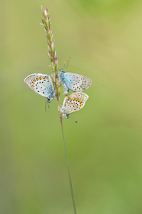 Marie Jeanne Fautres
