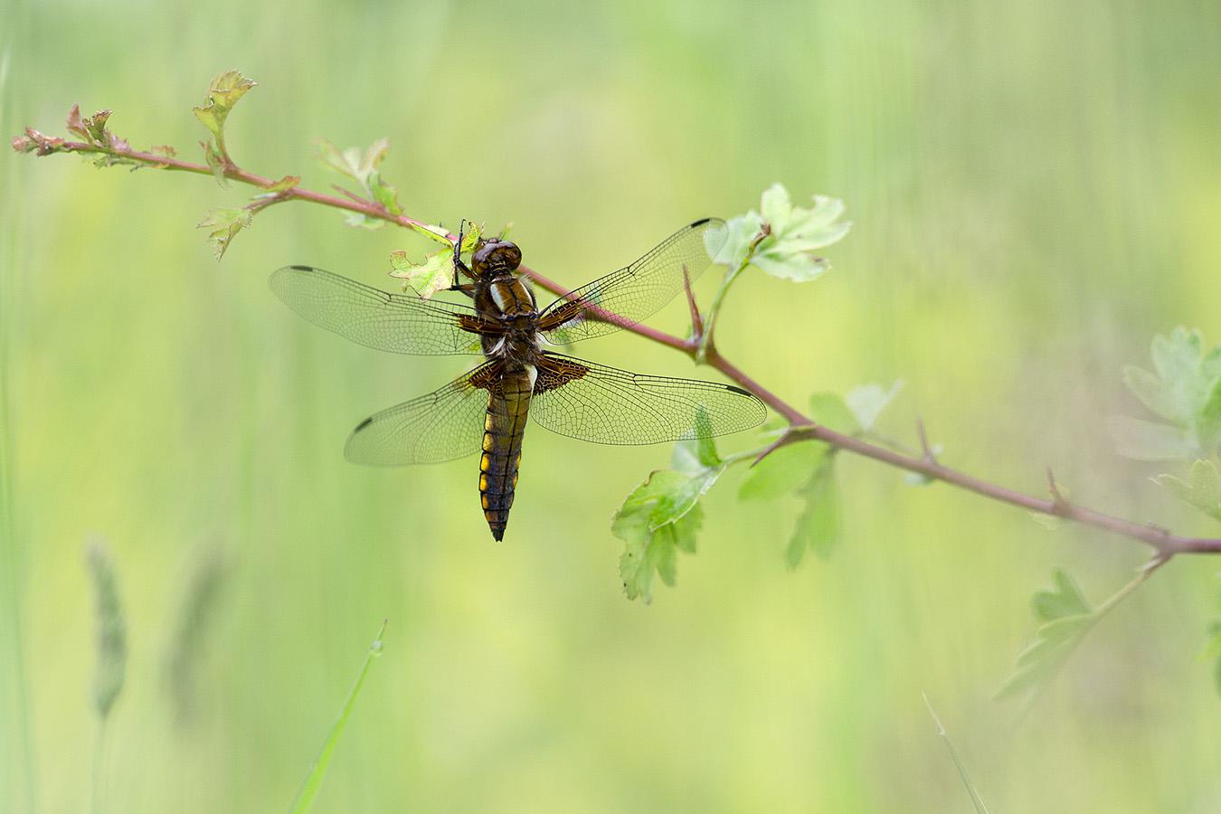 Marie Jeanne Fautres
