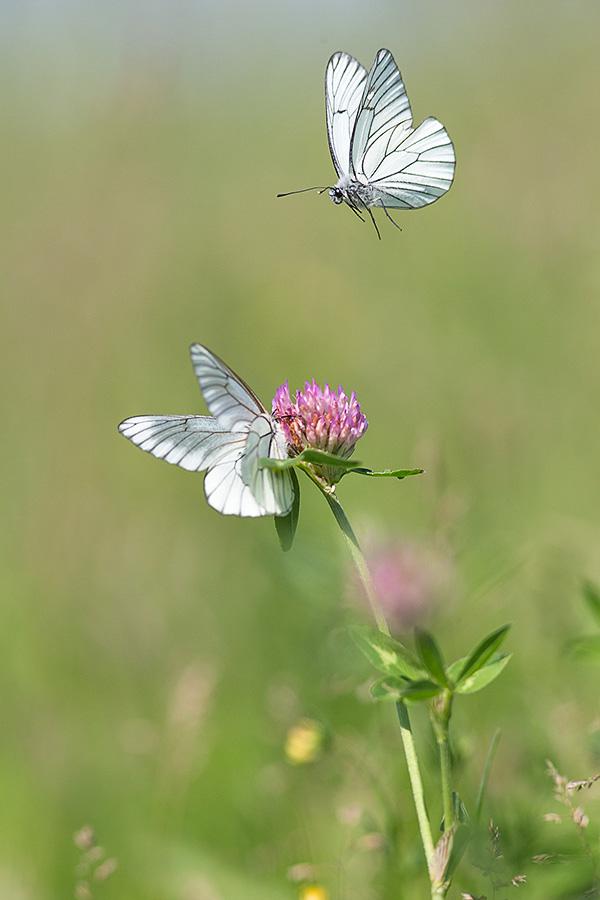 Marie Jeanne Fautres