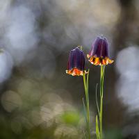 Marie-Jeanne Fautrès - Médaille botanique