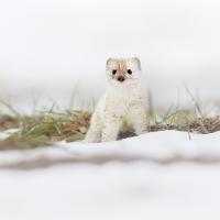 Marie-Jeanne Fautrès