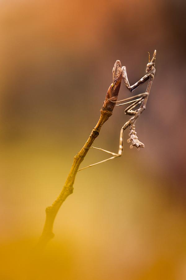 Marie-Jeanne Fautrès