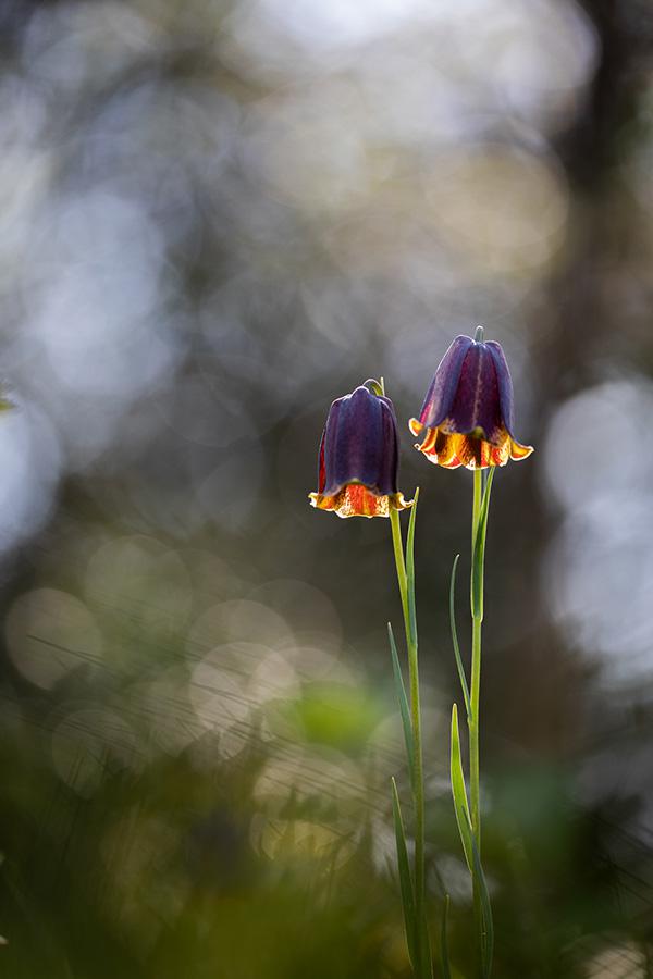 Marie-Jeanne Fautrès - Médaille botanique