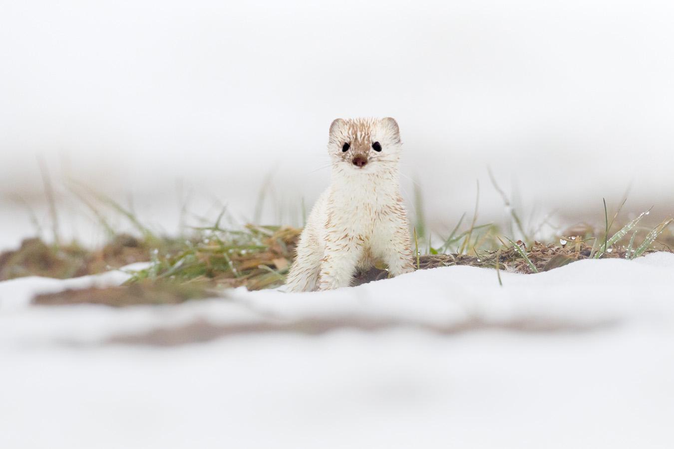 Marie-Jeanne Fautrès