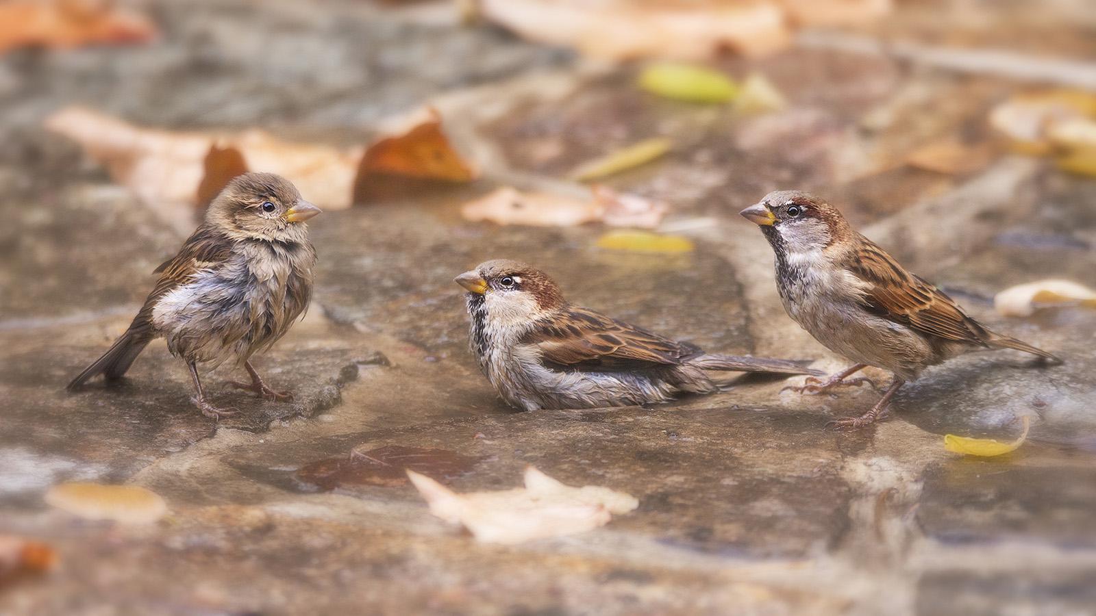 Jean-Marie Wolff - Coup de coeur de Véronique Fournier