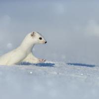 Jean-Pierre Fautrès