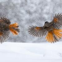 Marie-Jeanne Fautrès