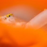 Jean-Marie Wolff - Médaille de la macrophotographie