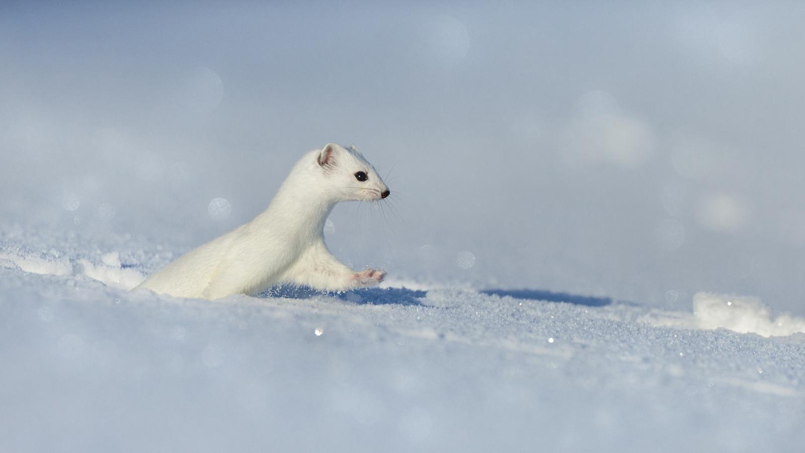 Jean-Pierre Fautrès