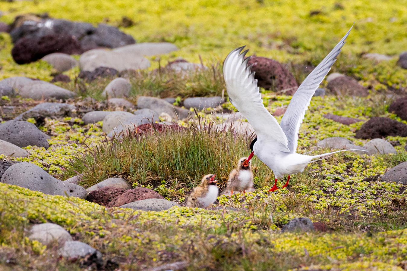 Jean-Pierre Fautrès