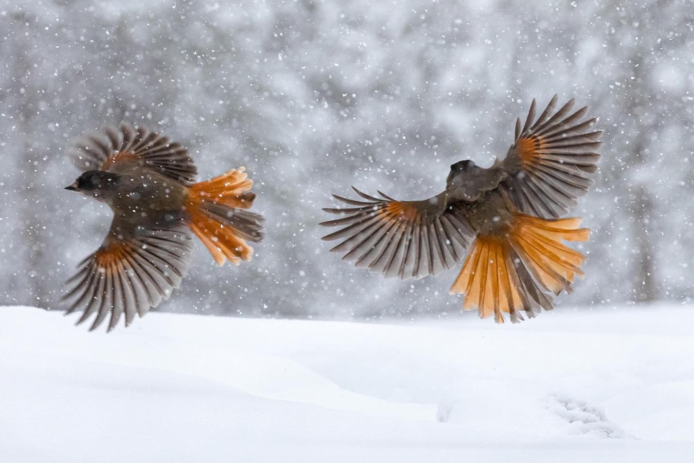 Marie-Jeanne Fautrès