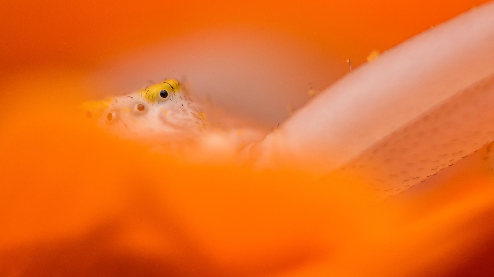Jean-Marie Wolff - Médaille de la macrophotographie