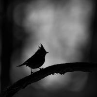 Marie-Jeanne Fautrès