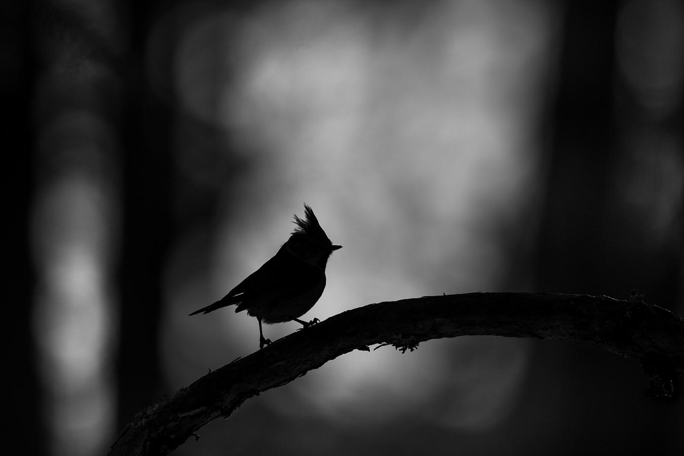 Marie-Jeanne Fautrès