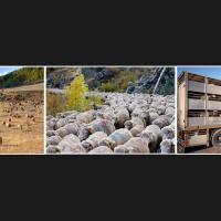 Marie-Jeanne Fautrès