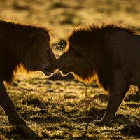 Jean-Pierre Fautrès