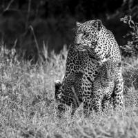 Marie-Jeanne Fautrès