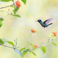 Marie-Jeanne Fautrès