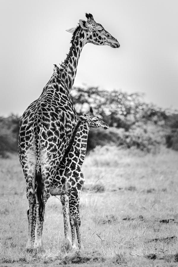 Jean-Pierre Fautrès