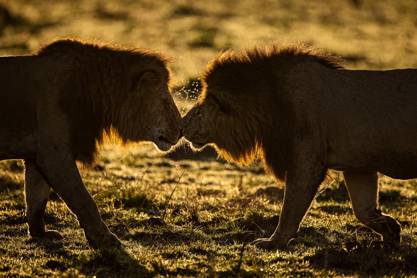 Jean-Pierre Fautrès