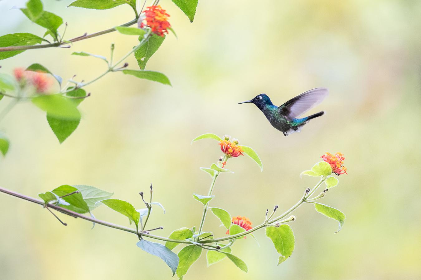 Marie-Jeanne Fautrès