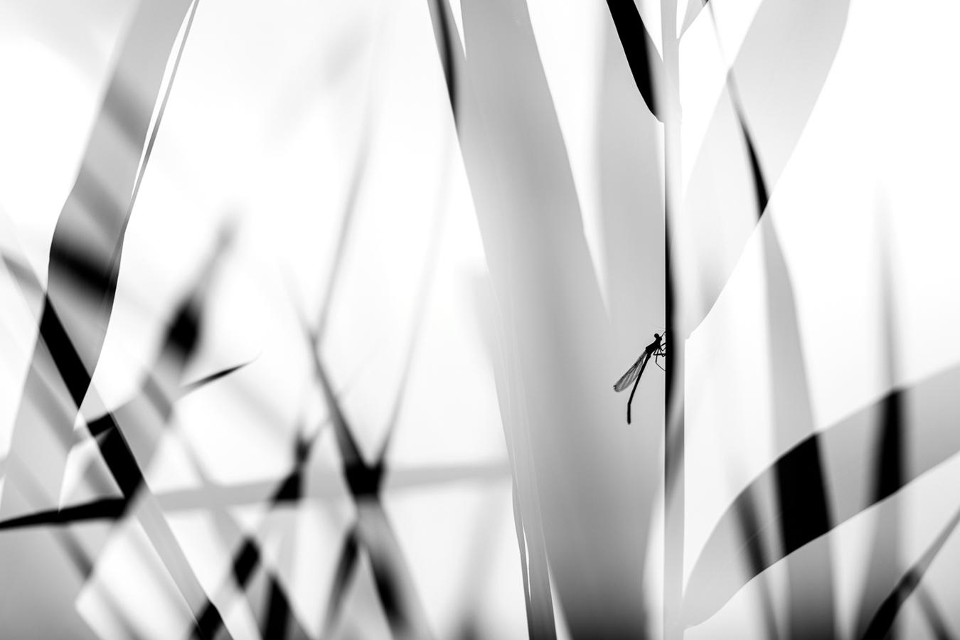 Marie-Jeanne Fautrès