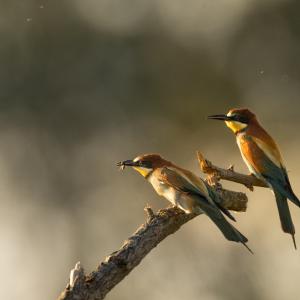 Jean-Pierre Fautrès