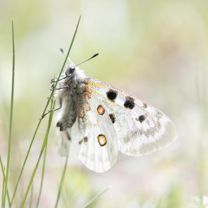 Marie-Jeanne Fautrès
