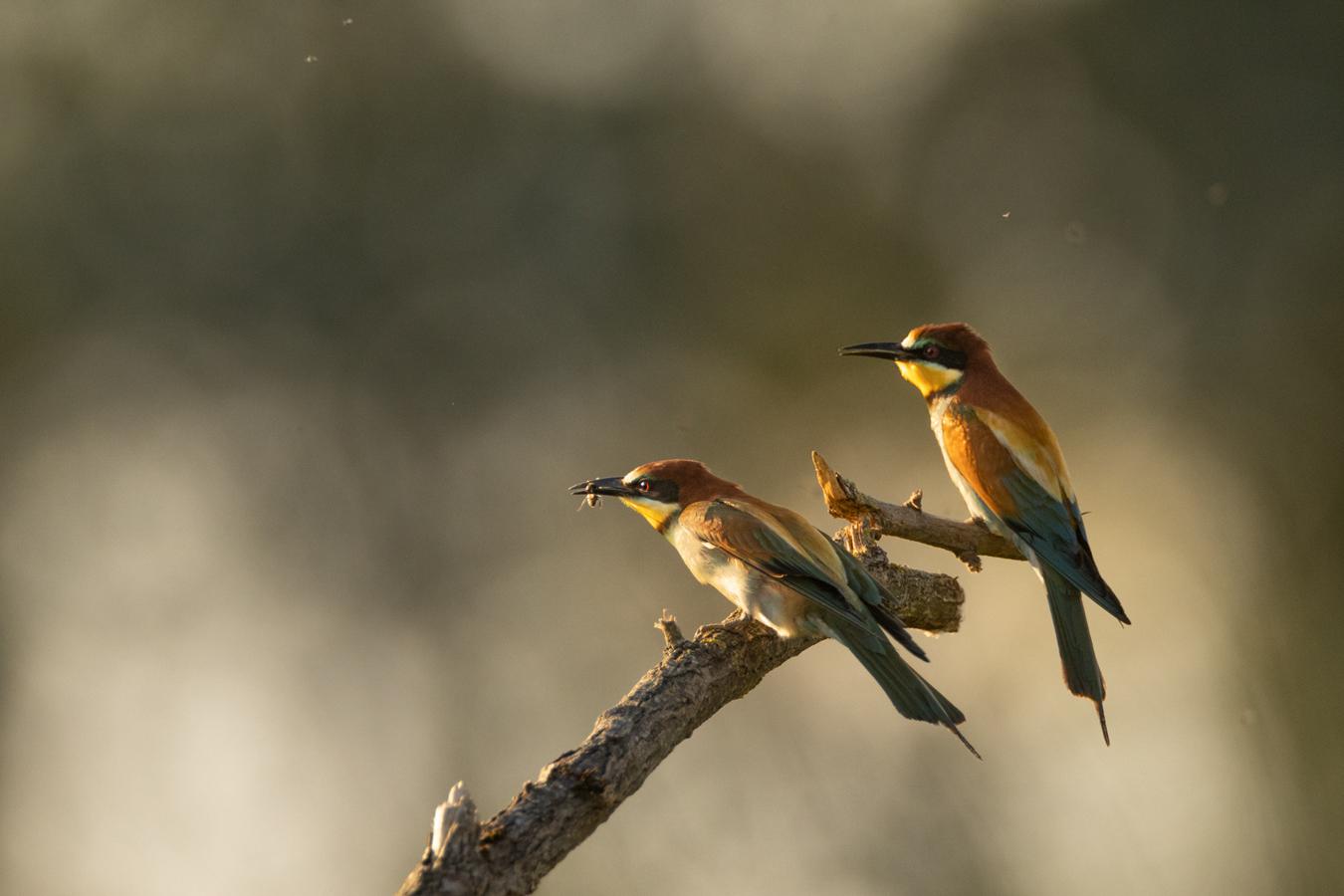 Jean-Pierre Fautrès