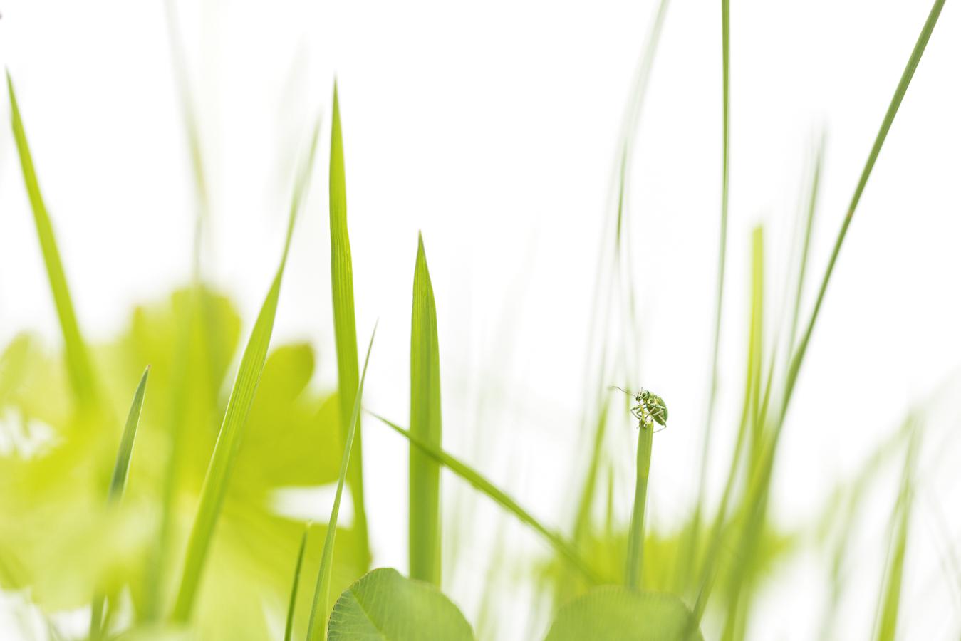 Marie-Jeanne Fautrès