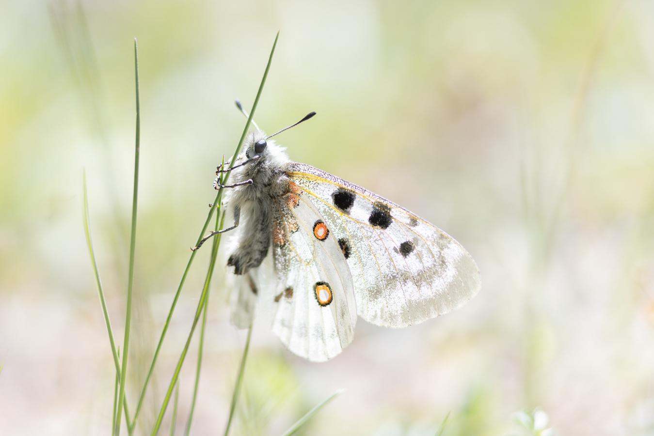 Marie-Jeanne Fautrès