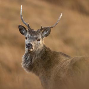 Marie-Jeanne Fautrès
