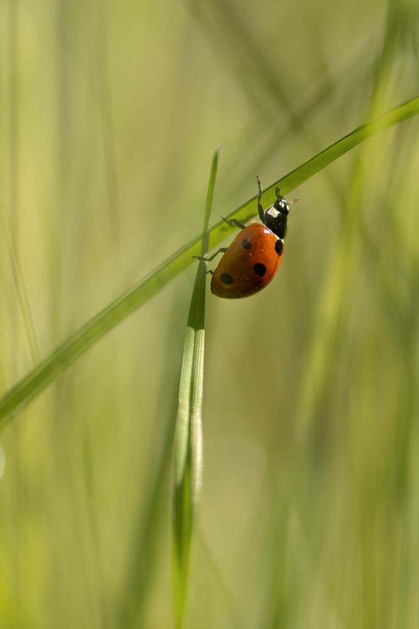 Jean-Pierre Fautrès