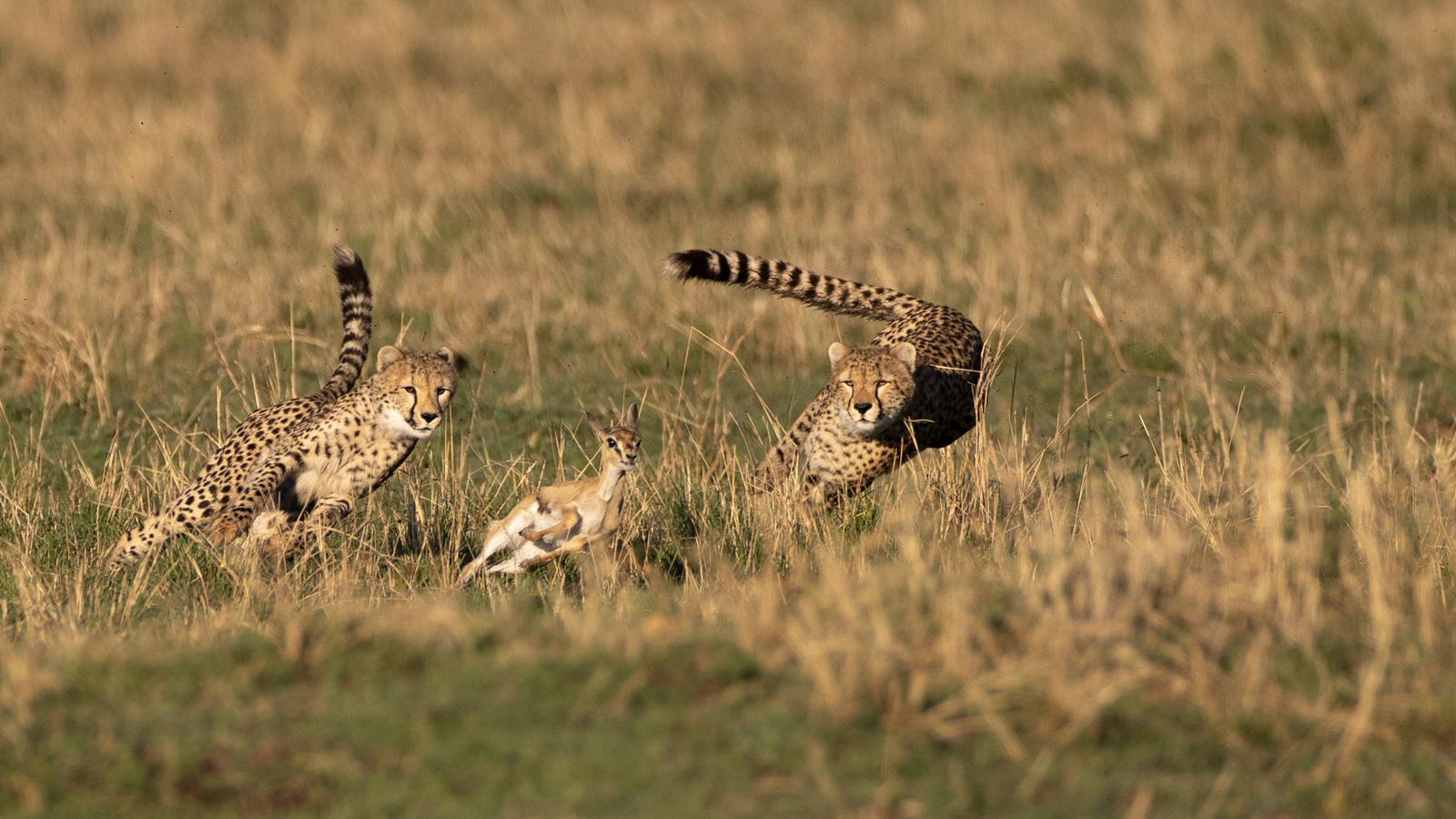 Jean-Pierre Fautrès - Médaille WWF