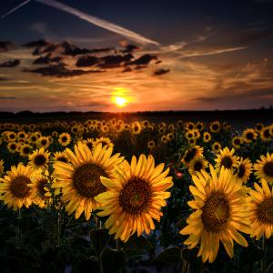 Marie-Jeanne Fautrès