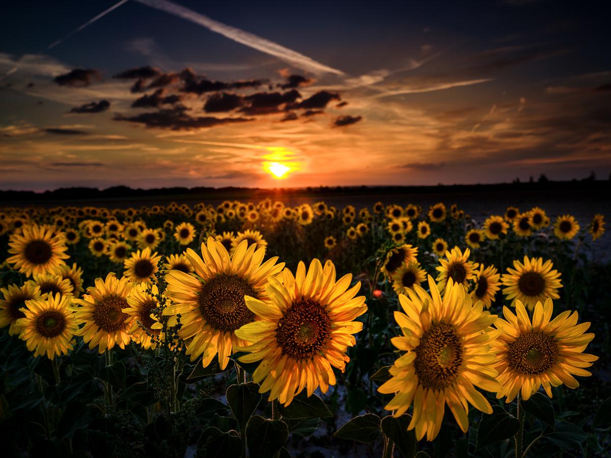 Marie-Jeanne Fautrès