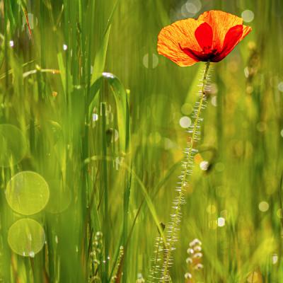 Claude Dessaint - Au lever du soleil