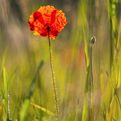 Claude Dessaint - Au lever du soleil