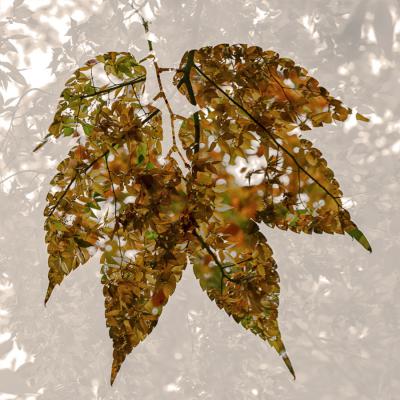 Patrice Guyot - Dentelles d'automne