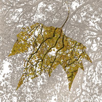 Patrice Guyot - Dentelles d'automne