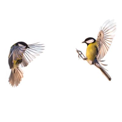 Jean-Marie Wolff - Bruissements d'ailes