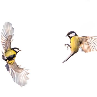 Jean-Marie Wolff - Bruissements d'ailes