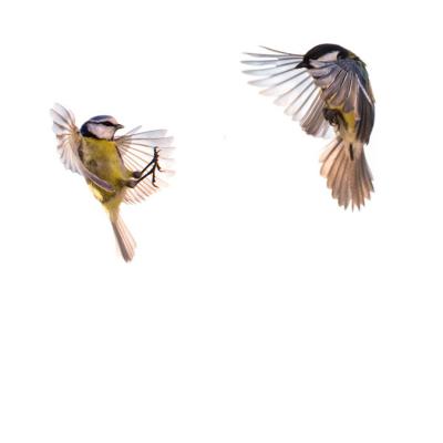 Jean-Marie Wolff - Bruissements d'ailes