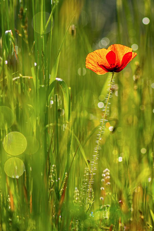 Claude Dessaint - Au lever du soleil