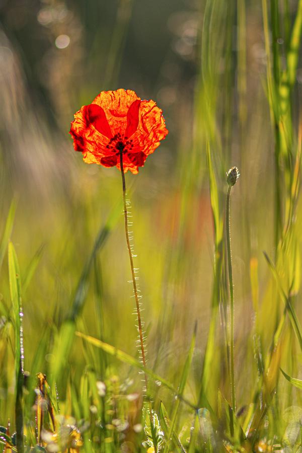 Claude Dessaint - Au lever du soleil