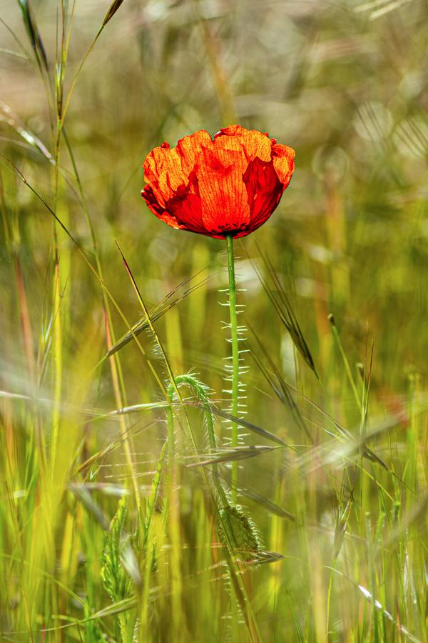 Claude Dessaint - Au lever du soleil